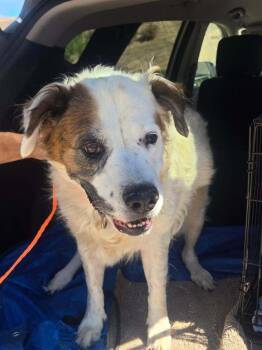 Calibrate -  Australian Shepherd Dog for Adoption in Los Angeles, California - Calibrate | PetCurious