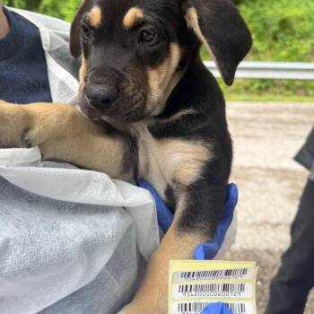 Mixed Breed Dogs Available for Adoption in Charleston, West Virginia - Benedict | PetCurious