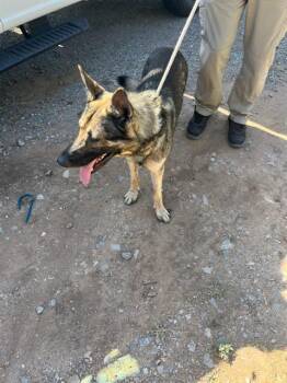 A479654 -  German Shepherd Dog Dog for Adoption in Oklahoma City, Oklahoma - A479654 | PetCurious
