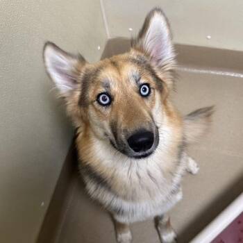 Cabana -  Collie Dog for Adoption in Walnut Creek, California - Cabana | PetCurious
