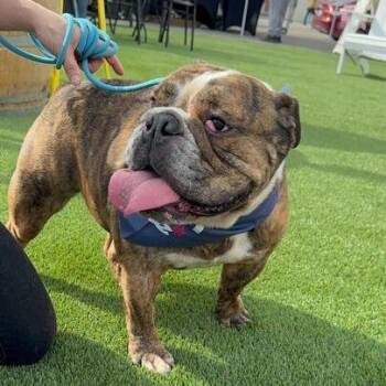 English Bulldog Dogs Available for Adoption - Ava | PetCurious