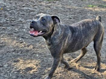 Rescue Bulldog and Pit Bull Terrier Dogs for Adoption in Ringwood, New Jersey - Andy | PetCurious