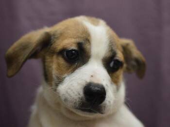 Strength -  Terrier and Shepherd Dog for Adoption in Portland, Oregon - Strength | PetCurious