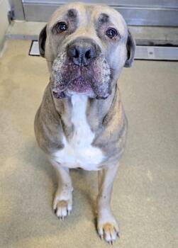 26-292 Peanut -  Cane Corso Dog for Adoption in Lindenhurst, New York - 26-292 Peanut | PetCurious