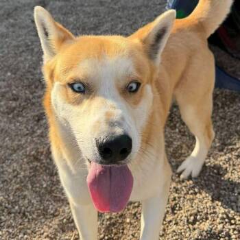 Siberian Husky Dogs Available for Adoption in Dayton, Ohio - Kodiak | PetCurious