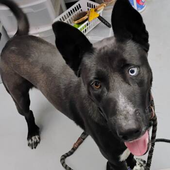 Rescue Mixed Breed Dogs for Adoption in Duncan, Oklahoma - Sebastion | PetCurious