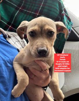 Staffordshire Bull Terrier Dogs Available for Adoption - VIP Wristband | PetCurious