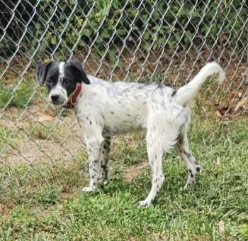 Dani -  Spaniel Dog for Adoption in Greensboro, North Carolina - Dani | PetCurious
