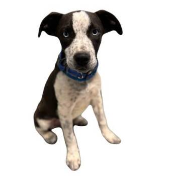Samson -  Catahoula Leopard Dog Dog for Adoption in Red Bluff, California - Samson | PetCurious
