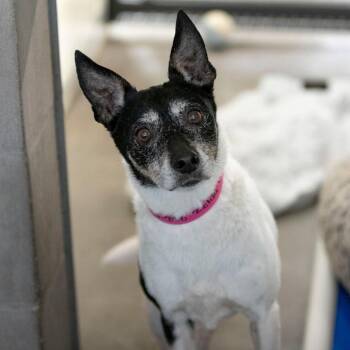 Fox Terrier Dogs Available for Adoption in Peyton, Colorado - Zelda (MR26-298) | PetCurious