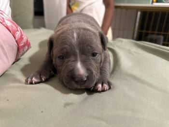 Quartz -  Mixed Breed Dog for Adoption in New York, New York - Quartz | PetCurious