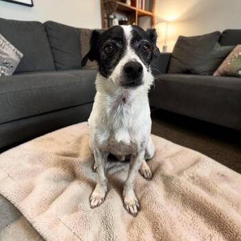 Jack Russell Terrier Dogs Available for Adoption in Williston, Vermont - June | PetCurious