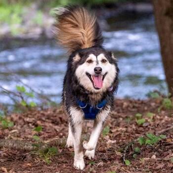 Misty -  Husky Dog for Adoption in Oakville, Ontario - Misty | PetCurious