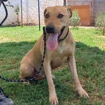 Rescue Retriever Dogs for Adoption in San Diego, California - Peter | PetCurious