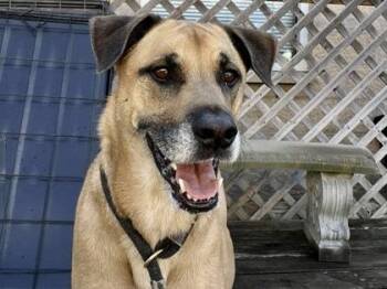 Rescue Mixed Breed Dogs for Adoption in Georgetown, Texas - Henry | PetCurious