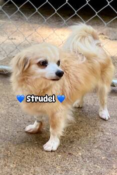 Pomeranian Dogs Available for Adoption in Hopkinton, Massachusetts - Strudel | PetCurious