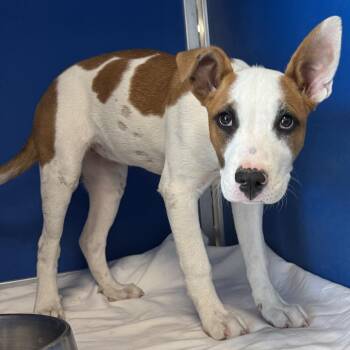 Mixed Breed Dogs Available for Adoption in Las Cruces, New Mexico - 106439 | PetCurious