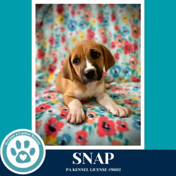Hound Dogs Available for Adoption in Kimberton, Pennsylvania - Snap (Toolbox Pups) 042526 | PetCurious