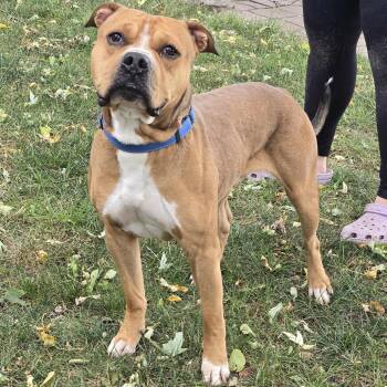Rescue Boxer and Pit Bull Terrier Dogs for Adoption in Waterloo, Iowa - Rio | PetCurious