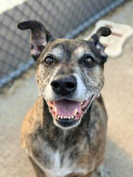 Pit Bull Terrier Dogs Available for Adoption in Chicago, Illinois - Bruce Almighty | PetCurious