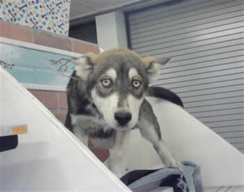 Siberian Husky and Mixed Breed Dogs Available for Adoption in Houston, Texas - COAST | PetCurious