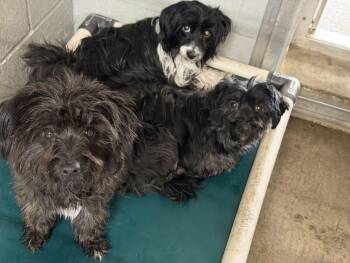 Baby, Tiny and Oreo -  Terrier and Poodle Dog for Adoption in Canutillo, Texas - Baby, Tiny And Oreo | PetCurious