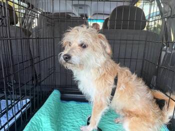 Crunch -  Dachshund and Terrier Dog for Adoption in Lakeland, Florida - Crunch | PetCurious