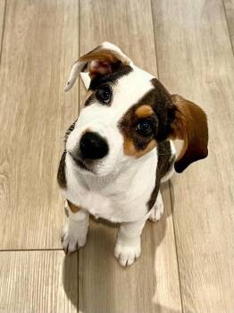 Bear (Woodland Creatures Litter) -  Labrador Retriever and Hound Dog for Adoption in New Albany, Ohio - Bear (Woodland Creatures Litter) | PetCurious