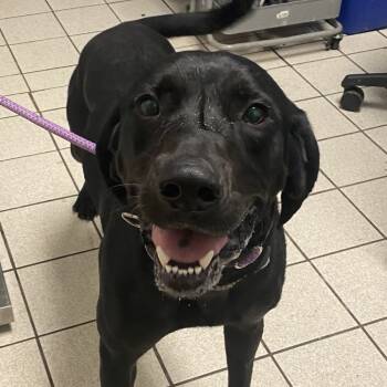 Rescue Mixed Breed Dogs for Adoption in Charleston, West Virginia - Jack-O'-Lantern | PetCurious