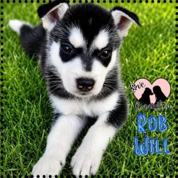 Rob Will -  Husky Dog for Adoption in Gilbert, Arizona - Rob Will | PetCurious