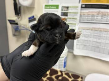 German Shepherd Dog and Mixed Breed Dogs Available for Adoption - A527359 | PetCurious