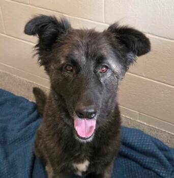 Ruby -  Mixed Breed Dog for Adoption in Lansing, Michigan - Ruby | PetCurious