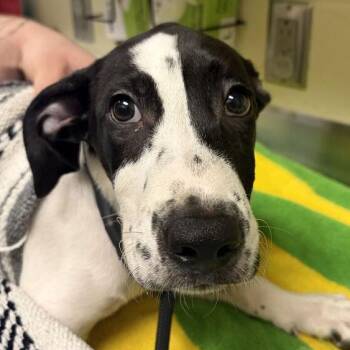 Joker -  Mixed Breed Dog for Adoption in Asheville, North Carolina - Joker | PetCurious