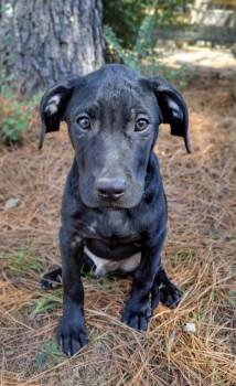 Rescue Labrador Retriever Dogs for Adoption in Heber Springs, Arkansas - Nyx | PetCurious