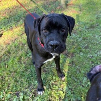 Little Boy -  Newfoundland Dog and Boxer Dog for Adoption in Phoenixville, Pennsylvania - Little Boy | PetCurious