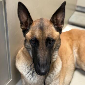German Shepherd Dog and Belgian Shepherd Malinois Dogs Available for Adoption in Flagstaff, Arizona - Bert | PetCurious