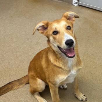 Piggy -  Collie and Mixed Breed Dog for Adoption in Corpus Christi, Texas - Piggy | PetCurious