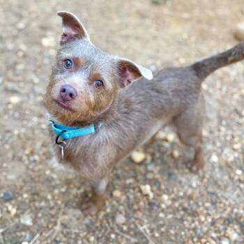 Levski -  Mixed Breed Dog for Adoption in Fredericksburg, Virginia - Levski | PetCurious