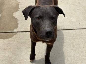 Pit Bull Terrier and Mixed Breed Dogs Available for Adoption in Tulsa, Oklahoma - JEFF | PetCurious