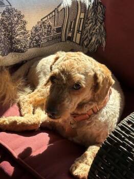 Simba -  Miniature Poodle Dog for Adoption in Downers Grove, Illinois - Simba | PetCurious