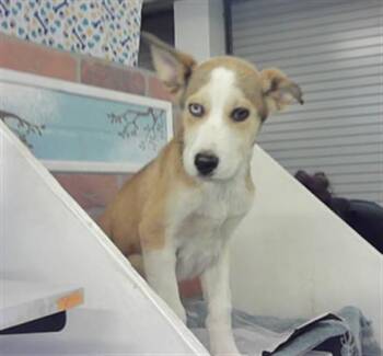 Siberian Husky and Mixed Breed Dogs Available for Adoption in Houston, Texas - TRUETT | PetCurious