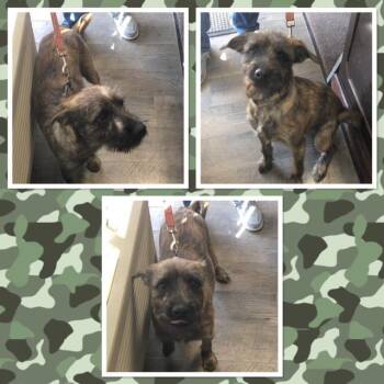 Terrier Dogs Available for Adoption in Buckhannon, West Virginia - FUZZY GEORGE  | PetCurious