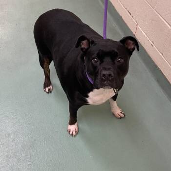 Ebonee -  Mixed Breed Dog for Adoption in Memphis, Tennessee - Ebonee | PetCurious