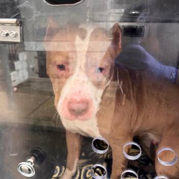 Ginger -  Pit Bull Terrier Dog for Adoption in Philadelphia, Pennsylvania - Ginger | PetCurious