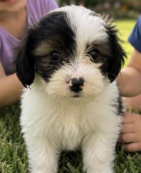 Benny -  Bernadoodle and Poodle Dog for Adoption in Cerritos, California - Benny | PetCurious