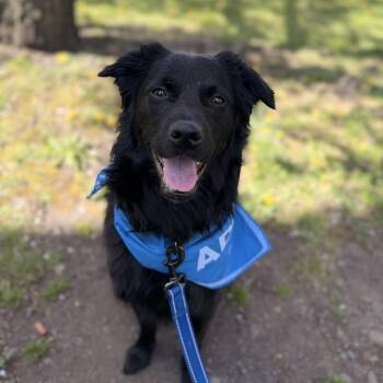 Flat Coated Retriever and Border Collie Dogs Available for Adoption in Mettawa, Illinois - Osito- Little Bear | PetCurious