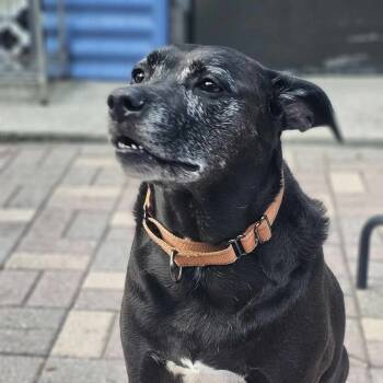 ELLIE - (BLIND) Foster/Fospice or adopter needed -  Labrador Retriever Dog for Adoption in Largo, Florida - ELLIE - (BLIND) Foster/Fospice Or Adopter Needed | PetCurious