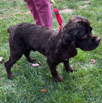 Rescue Cocker Spaniel Dogs for Adoption in Orland Park, Illinois - Mathias | PetCurious