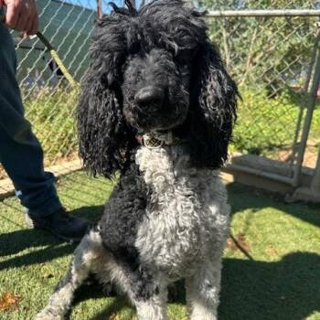 Standard Poodle Dogs Available for Adoption in Agua Dulce, California - Bugatti | PetCurious
