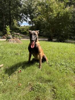 Astra - Located in North Carolina -  Belgian Shepherd Malinois Dog for Adoption in Imlay City, Michigan - Astra - Located In North Carolina | PetCurious